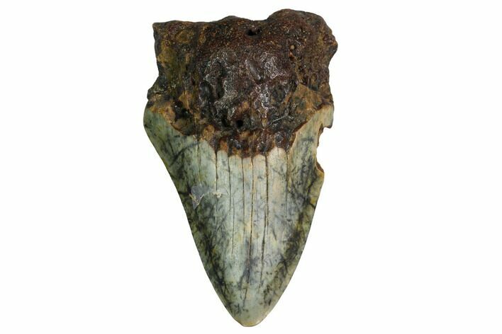 Bargain, Megalodon Tooth - North Carolina #152907